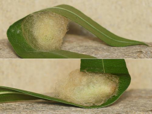 Réf. 217 393 : Calliteara pudibunda